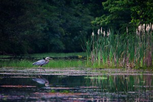 Great Blue Heron at Lake Leatherwood by John Baltz